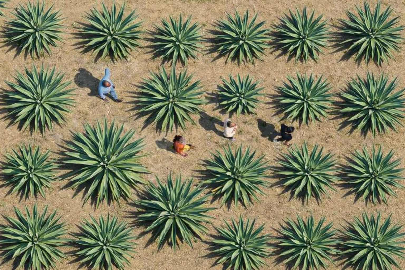 Campo de agaves en Huehuetlán el Grande, Puebla