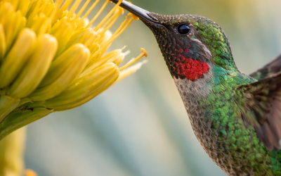 Colibrí polinizando